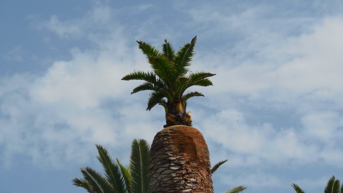 L'imprenditore finalese: "Così sto contrastando il punteruolo rosso"