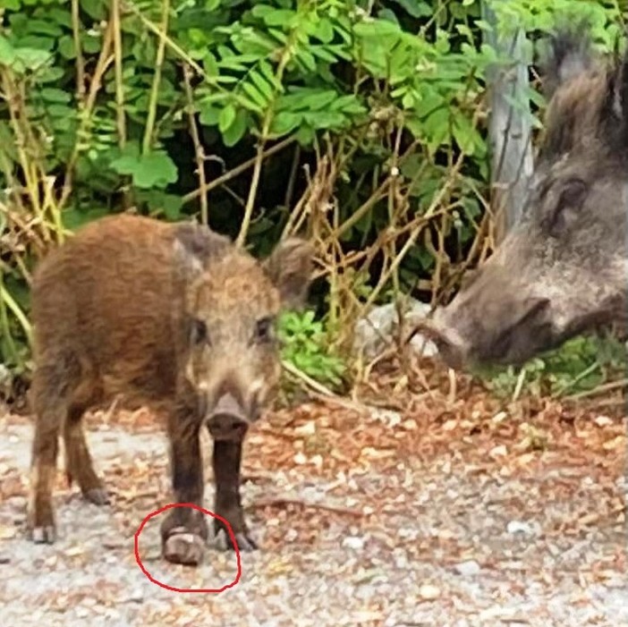 OSA: "Le battute di caccia in corso rischiano di favorire la diffusione della peste suina in territori finora indenni" OSA: "Le battute di caccia in corso rischiano di favorire la diffusione della peste suina in territori finora indenni"