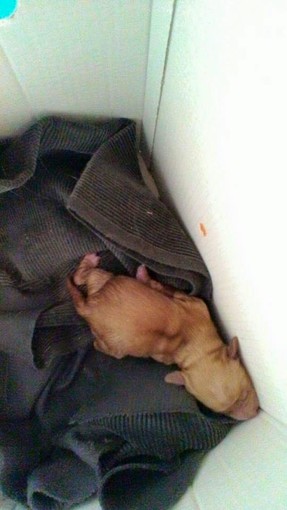 Storia a lieto fine per la cucciola buttata nella spazzatura a Loano Storia a lieto fine per la cucciola buttata nella spazzatura a Loano