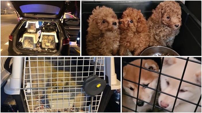 Traffico illecito di animali: la Polstrada di Savona salva 41 cagnolini stipati in un'auto (FOTO)