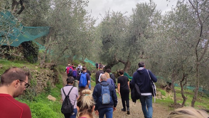 Andora, il 27 ottobre torna la Camminata fra gli Olivi Andora, il 27 ottobre torna la Camminata fra gli Olivi