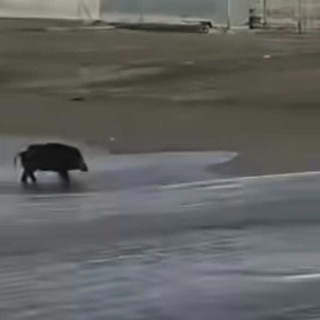 Altro che Poseidone: a Varazze arriva il cinghiale surfista (VIDEO)