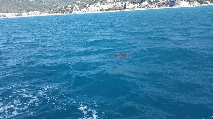 Tartaruga Caretta immortalata al largo di Finale Ligure