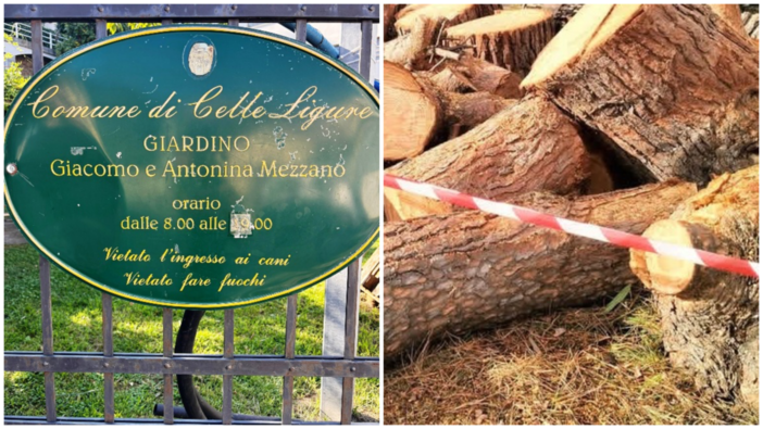 Alberi abbattuti e cani esclusi: PAI e OSA criticano il Comune di Celle: "Decisioni incomprensibili e inaccettabili" Alberi abbattuti e cani esclusi: PAI e OSA criticano il Comune di Celle: "Decisioni incomprensibili e inaccettabili"
