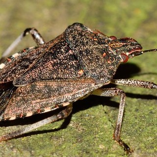 Cimici asiatiche flagello dell'agricoltura: nel Savonese si potenzia l'"esercito" delle vespe samurai