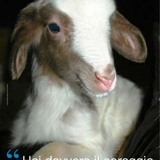 L'appello dell'Enpa: "Fermiamo la strage degli agnelli a Pasqua"