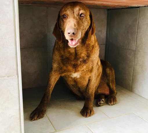 Casanova Lerrone: trovato cane femmina in un dirupo. Salvata ora si cerca il padrone Casanova Lerrone: trovato cane femmina in un dirupo. Salvata ora si cerca il padrone