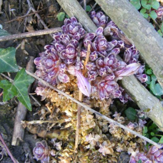 Dopo oltre 20 anni Arpal ritrova una “clandestina” nell'ambito del progetto Emys Dopo oltre 20 anni Arpal ritrova una “clandestina” nell'ambito del progetto Emys