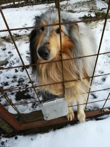 Una storia a lieto fine per i cinque cani di Bormida Una storia a lieto fine per i cinque cani di Bormida