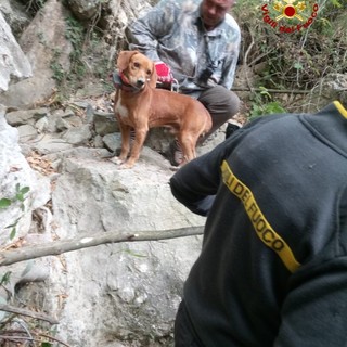 Alassio: due cani da caccia si infilano tra le rocce e non ne escono più. Salvati dai vigili del fuoco