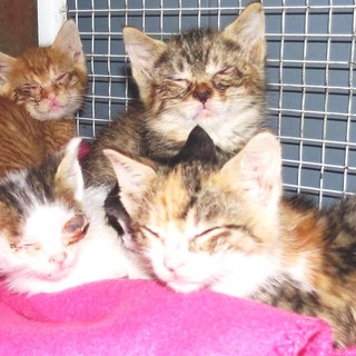 Gatti alla fame e cani con bottiglia: la denuncia dell'Enpa