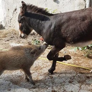 Cadibona: cinghialina ferita "fa amicizia" con un asino