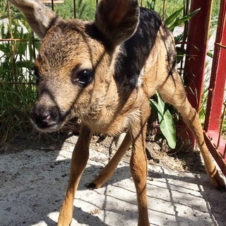 L'appello dell'Enpa: "Non toccate i caprioli"