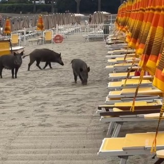 Cinghiali in spiaggia a Savona, Schiappapietra: “Va trovato un metodo non cruento per non farli arrivare in spiaggia” Cinghiali in spiaggia a Savona, Schiappapietra: “Va trovato un metodo non cruento per non farli arrivare in spiaggia”