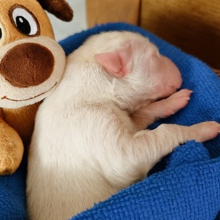 Eddie e Crash, i cuccioli di Cosseria salvati nei boschi: ora crescono forti e felici