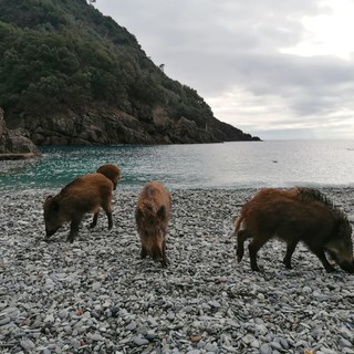 Peste suina, l'allarme di Legacoop Liguria per le conseguenze su Turismo e Cultura