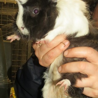 L'appello dell'Enpa: "Cavia peruviana cerca casa"