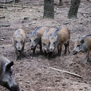 Peste Suina, secondo caso a Pontinvrea: sono 534 le positività riscontrate da inizio anno