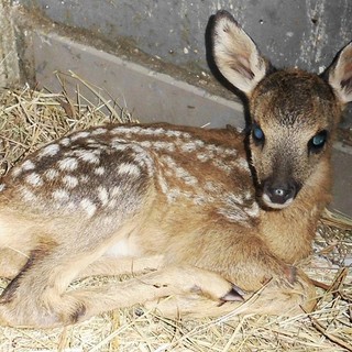 Cuccioli di animali selvatici da soli, l'appello Enpa "Non li toccate"