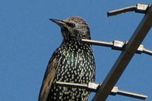 Caccia allo storno: paghi pure tu Caccia allo storno: paghi pure tu