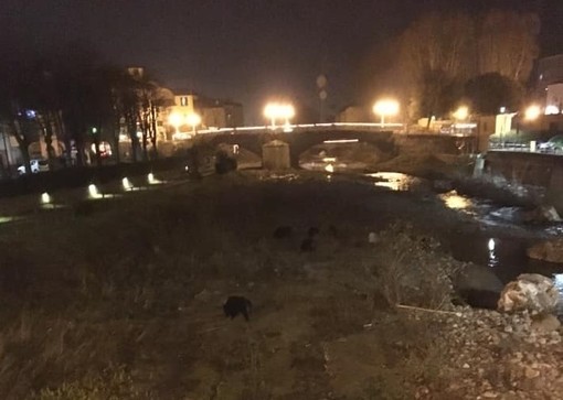 Carcare, cinghiali a spasso nel fiume Bormida (FOTO)