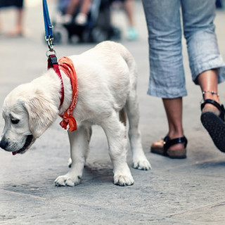 Deiezioni canine e conduzione dei cani nei luoghi pubblici: il sindaco di Carcare emana un'ordinanza per disciplinare la materia