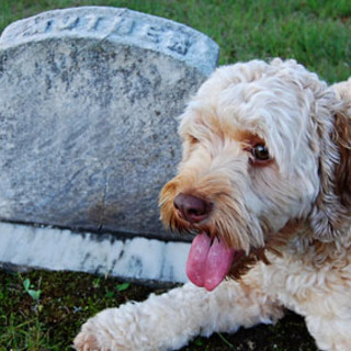 Savona, gli animali a quattro zampe potranno entrare nel cimitero di Zinola