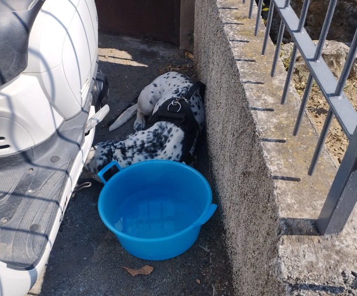 Savona, trovato in via Tissoni un cane: l'appello sui social Savona, trovato in via Tissoni un cane: l'appello sui social