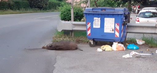 Carcassa di un cinghiale in via Alessandria ad Albisola: probabile la morte per investimento