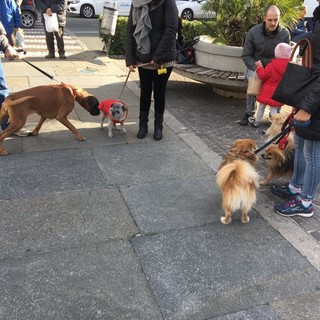 Tagli alle zampe dopo una passeggiata in Piazza Sisto: l'allarme lanciato da OSA