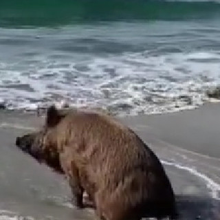 Il mare d'inverno e il cinghiale pensieroso. L'immagine dal Golfo dell'Isola (VIDEO)