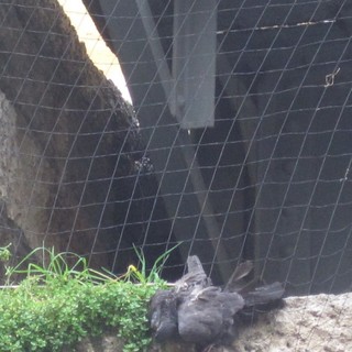 Uno dei colombi morti in via XX Settembre