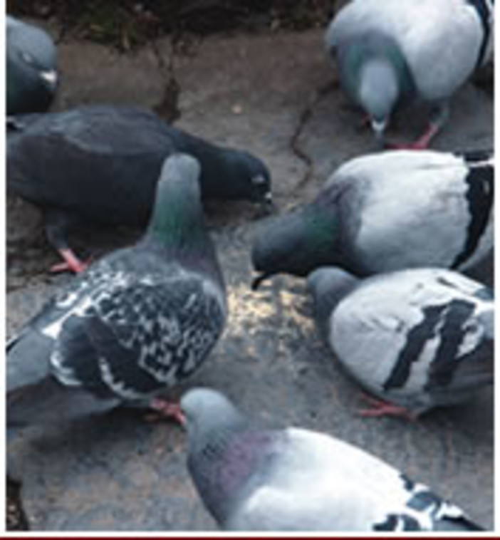 Savona, la rete si mobilita per "La Signora dei colombi" dopo lo sgombero e il ricovero coatto. Una brutta pagina di vita "civile"