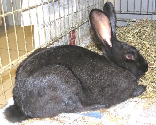 Varazze, grosso coniglio "randagio" cerca una nuova casa