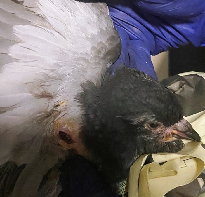 Savona, la denuncia dell'Enpa: "Colombo ferito da un colpo di fucile la notte di Capodanno"