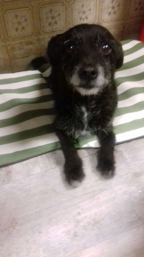 Aiutiamo questo tenero cagnolino smarrito Aiutiamo questo tenero cagnolino smarrito