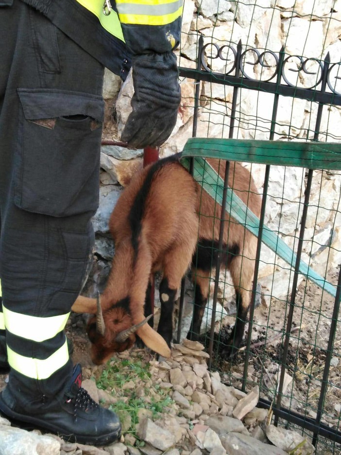 Capretta incastrata tra le sbarre di un cancello tra Alassio ed Albenga, salvata dai vigili del fuoco Capretta incastrata tra le sbarre di un cancello tra Alassio ed Albenga, salvata dai vigili del fuoco