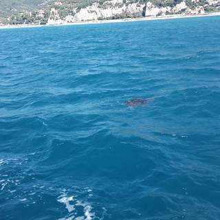 Tartaruga Caretta immortalata al largo di Finale Ligure