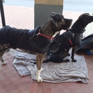 Cane ucciso da due coltellate ad Albissola: accolta la costituzione di parte civile di Stop Animal Crimes Italia