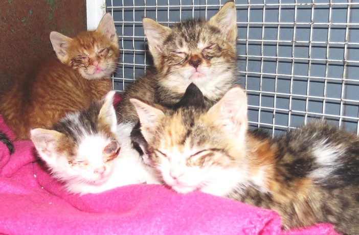 Gatti alla fame e cani con bottiglia: la denuncia dell'Enpa