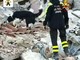 Giornata Internazionale del Cane: la Protezione Animali ricorda Camilla, il cane eroe di Amatrice Giornata Internazionale del Cane: la Protezione Animali ricorda Camilla, il cane eroe di Amatrice