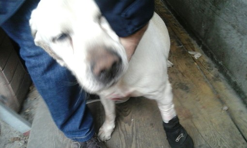 Adozione del cuore a Savona: cane anziano di Legino cerca una nuova casa