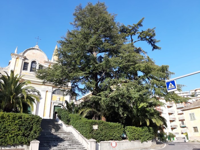 Celle, cedri pericolanti all'entrata della chiesa, la preoccupazione di Don Piero: "Garantiamo la sicurezza dei cittadini"