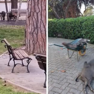 Alassio, cinghiali al Parco San Rocco, residenti timorosi: "Sedati o abbattuti vicino alle case?"