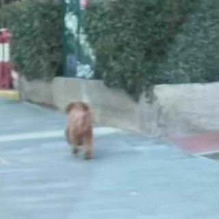 Cane smarrito avvistato in diverse vie di Savona: è un barboncino