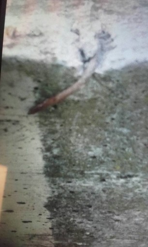 Chiodo sporgente in viale Otto Marzo ad Albenga, 15 punti di sutura " A ferirsi poteva essere un bambino" Chiodo sporgente in viale Otto Marzo ad Albenga, 15 punti di sutura " A ferirsi poteva essere un bambino"