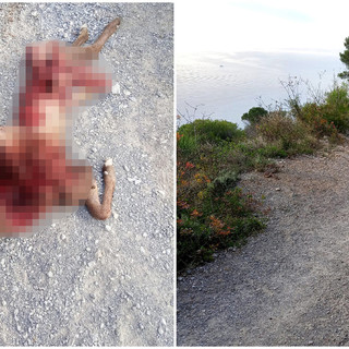 Spotorno, capriolo sbranato sui sentieri del primo entroterra. Cittadini preoccupati: è opera dei lupi?