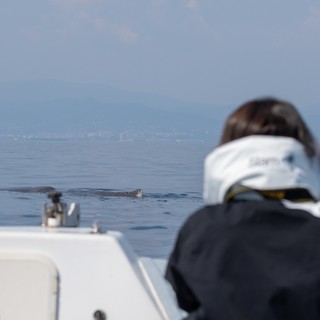 Foto capodogli: Giulia Calogero; foto di contesto: Biagio Violi Foto capodogli: Giulia Calogero; foto di contesto: Biagio Violi