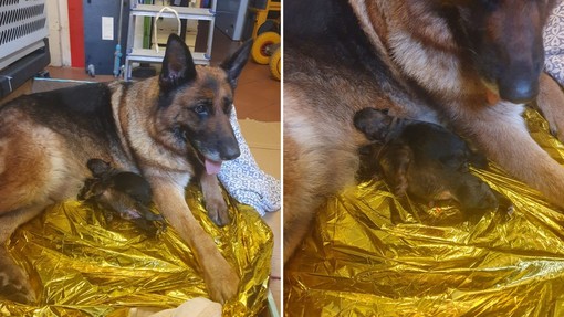Albenga, cane pastore tedesco partorisce sul marciapiede in viale Pontelungo