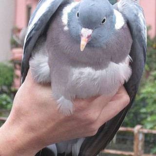 Albissola Marina e i piccioni, Enpa: "In leggera e costante diminuzione"